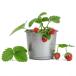 [ лесная земляника красный реальный ]9cm pot рассада [2 шт. комплект ]