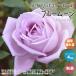  роза. рассада blue moon ( большой колесо 4 сезон .. hybrid чай rose )[ цветок рассада новый рассада 4 номер pot местного производства контактный . дерево рассада |1 шт продажа ]