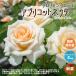  роза. рассада абрикос nekta-( 4 сезон ..froli van da rose )[ цветок рассада новый рассада 4 номер pot местного производства контактный . дерево рассада |1 шт продажа ]