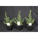  rosemary majo LUKA pink 9cm pot seedling 3 piece set ( half ..)[ herb seedling 9cm pot |3 piece set ]