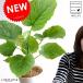  umbellata 4 номер белый цвет пластик горшок ( юг ) настольный размер растение в горшке горшок рассада саженец декоративное растение белый белый круг 