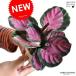 [ пробный ]ka Latte a(roseopikta* low ji-) белый цвет пластик горшок 4 номер ka Latte Arrow ji-Calatheakz куркума День почитания пожилых людей отметка .. декоративное растение 