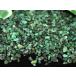 �Â����爤����Ă���΂̋M�΁��Z���O���[����5A/�V�R�΂�����`�b�v/�G�������h(emerald�E���ʁE�΋�)/M�T�C�Y/100g/���T�C�Y��3-7mm�y�V�R��/�p���[�X�g�[