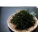  ульва «морской салат» клей 50g