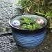 10 номер индиго. цвет водяная лилия горшок Shigaraki . круглый аквариум,me Dakar горшок . рекомендация [su-0107]