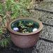13 номер сосна кожа водяная лилия горшок Shigaraki . круглый аквариум,me Dakar горшок . рекомендация керамика оризия горшок горшок с водой [su-0201]