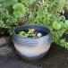 14 номер обжиг в печи . горшок с водой Shigaraki . круглый аквариум,me Dakar горшок . рекомендация керамика водяная лилия горшок [su-0230]