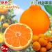  мандарин не . огонь декоративный элемент мандарин декоративный элемент pon такой же товар вид есть перевод 5kg Wakayama мандарин бесплатная доставка . коррозия . не использование Hokkaido Okinawa стоимость доставки 770 иен ваш заказ фрукты 