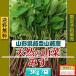  нынешний последний предварительный заказ принимается [ натуральный дикоросы ][ натуральный ../3kg] природа. .. ограничение предварительный заказ распродажа Yamagata префектура .. гора .[ бесплатная доставка ][ прохладный рейс ] season последний. редкий замечательная вещь 