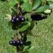 aronia*melanokarupa3.5 размер рассада 