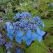  гортензия серрата [ небо дракон .]