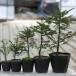  красный ezomatsu2.5 размер pot 