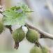  cocos nucifera .bi shaku 