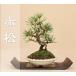 【送料無料】 赤松 小品盆栽 【松柏盆栽】【いよじ園 伊予路園】