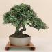  Chile men kazla/... shohin bonsai (....)