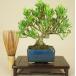  гардения / Kiyoshi . мини бонсай маленький реальный маленький лист .