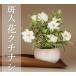 [ free shipping ]. go in flower gardenia . -ply . mini bonsai (.... circle 3 number pot ).. person instructions * fertilizer 1 yearly amount present [ flower thing bonsai ][........]