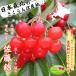  ограниченное количество вишня Sato . Hokkaido больше шерсть блок производство сток роза .. превосходящий L размер 1kg(500g×2 упаковка ) бесплатная доставка 