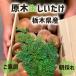  Tochigi префектура производство . дерево .... примерно 1kg( сухой состояние . передний и задний (до и после) есть ) бесплатная доставка . рисовое поле сельское хозяйство .