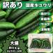 [ free shipping ] sake. knob . highest!5kg don't fit ( translation have ) cucumber 40~50 pcs insertion! direct delivery from producing area fresh vegetable 