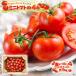  красный вдоволь мини помидоры 1kg 4 вид ввод .. данный гарнир салат Tochigi префектура производство JA.. помидор ...YUMERI FARM для бытового использования подарок 