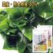  отметка ... черепаха местного производства сухой cut . черепаха водоросли вакамэ 40g Kumamoto префектура небо . производство почтовая доставка ko Rico li делать прекрасный тест .. пробный комплект отметка .. еда 