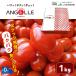  Kumamoto prefecture production Anne jere mini tomatoes 1kg