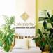  орнамент интерьер плюмерия искусство panel resort интерьер шероховатость модный современный Гаваи resort wall декоративный элемент / плюмерия искусство panel бежевый 