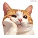 настоящий кошка стикер машина кошка наклейка мотоцикл шлем царапина .. Carry кейс персональный компьютер смартфон стена симпатичный интересный модный водонепроницаемый ..... трость JM-472