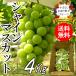  автомобиль in мускат виноград .. для Yamanashi префектура производство фрукты подарок примерно 4kg бесплатная доставка * часть за исключением День почитания пожилых людей .... день рождения подарок ... праздник 