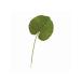 ڤ󤻡Ʋ ¤ ߥ˥å 6 GREEN