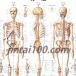 �u���i�v��w�|�X�^�[ ���̃|�X�^�[ B2�T�C�Y  �l�̉�U�w�}�|�X�^�[ ��w�`���[�g �֘A�摜3
