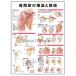 [ shoulder ... structure . damage ] medicine poster poster B3 size human body anatomy map poster medicine chart 