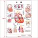 �u�S���v ��w�|�X�^�[ �|�X�^�[B2�T�C�Y  �l�̉�U�w�}�|�X�^�[ ��w�`���[�g �@ �֘A�摜2