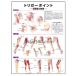 [ trigger Point ( head . part . four .)] medicine poster poster B3 size human body anatomy map poster medicine chart 