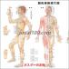 �u�I���o���o���}�v��w�|�X�^�[ �|�X�^�[ B2�T�C�Y  ���m��w�|�X�^�[ ��w�`���[�g �֘A�摜1
