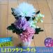 �T�{���t�����[ �\�[�v�t�����[ LED�t�����[���C�g �m������ �V���v�� ������ ���~ ���� ���� ���� ���d ���� �@�� ������ ������� �������� �~�� �y�b�g �֘A�摜1