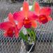  орхидея Mini Cattleya Asian красный flair АО только распродажа 