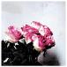Love Logic/Minuano[CD]ʼA