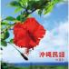  Okinawa фолк / фолк [CD][ возвращенный товар вид другой A]