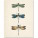 Dragonflies Art Picture - 11x14 Unframed Art Print - Makes a Great Home Dec