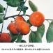�x�L�`�i�ቷ�Ǐn�j�k�T�C�Y �֘A�摜1