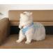  Lead имеется кошка Harness сетка Lead Harness выпадение нет собака Harness . включая предотвращение прогулка кошка. шлейка . локва собака кошка двоякое применение миниатюрный собака маленький размер собака .