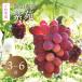  фиолетовый ..... дом для 3~6. примерно 2kg Okayama префектура производство виноград кожа имеется бесплатная доставка зима . еда .... виноград дом для прямая поставка от производителя вид нет фрукты .. было использовано 