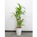  dracaena photocatalyst deodorization anti-bacterial office green decorative plant 