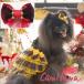  собака аксессуары CanNana [...nana] tartan проверка . гонки. заколка лента красный волосы лента украшение для волос аксессуары проверка 
