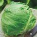  lettuce высшее . сырой Cisco pe let L5 тысяч шарик lettuce [takii вид ..tane][ обычный 5 раз 5. .. день. отметка 10 раз ]