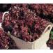  summer rouge lettuce PVPpe let L5 тысяч шарик lettuce [takii вид ..tane][ обычный 5 раз 5. .. день. отметка 10 раз ]