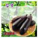  production ground carefuly selected eggplant .. eggplant . with translation 1 box 2kg domestic production vegetable Kyushu Shikoku Honshu production ground incidental .. equipped sharing have free shipping ( one part region excepting )]2 kilo 