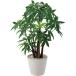  pakira pot GLA-1233